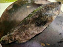 大石斑魚(yú)新鮮老虎斑活斑速凍海捕大海魚(yú)整條鮮活冷凍老虎斑 2-2.5斤/條 2條裝 曬單實(shí)拍圖
