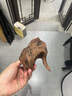 光影星辰天然木材拍照擺件道具樹枝攝影道櫥窗陳列陳設靜物產(chǎn)品攝影拍攝ins森林影棚裝飾布景影樓攝影背景 沉木小號+大號組合(款式隨機) 曬單實拍圖