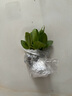 云南重瓣洋桔?；缍嗄晟尊B(yǎng)活庭院陽臺盆栽花卉原土發(fā)貨小花苗 冰淇淋（5顆包對版） 不帶盆 曬單實拍圖