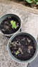 通沭薄荷室內盆栽桌面植物四季常青植物花卉 薄荷+原盆原土源頭直發(fā) 曬單實(shí)拍圖