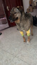 LISM寵物護(hù)膝防臟防灰衣服關(guān)節(jié)保護(hù)套柴犬防磨腿套中小型犬護(hù)肘衣 貝卡足球L（建議體重40-60斤） 曬單實(shí)拍圖