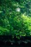 ERDOS 春夏純棉傘裙水彩花卉印花寬松復(fù)古優(yōu)雅顯瘦女半身裙 白 M 160/68A 曬單實(shí)拍圖