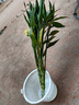 富貴竹水培植物盆栽綠植花卉室內(nèi)花客廳招財(cái)水養(yǎng)轉(zhuǎn)運(yùn)竹節(jié)節(jié)高 粗竹80厘米左右高度10顆 不帶花瓶 曬單實(shí)拍圖