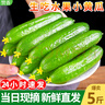 京地達山東水果黃瓜凈含量2500g單果 80g+新鮮黃瓜產(chǎn)地源頭直發(fā)包郵 曬單實拍圖