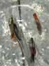 CRAZY PLANT大型孔雀魚大號5cm觀賞魚活魚苗熱帶淡水耐活金魚特大號精品鳳尾 夢幻調(diào)色盤藝術(shù)家組合（共8條） 曬單實拍圖