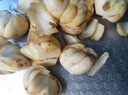 薯小萌【順豐包郵】2025宜興百合新鮮卷丹微苦鮮土特產(chǎn)食用煲湯鮮百合 精選鮮百合5斤5頭 曬單實拍圖