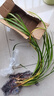 臨雅水菖蒲水培植物魚(yú)缸造景水楊梅凈化水質(zhì)龜缸水草沼澤過(guò)濾古法養魚(yú) 精選石菖蒲(3棵)量少 曬單實(shí)拍圖