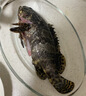 新鮮石斑魚(yú)新鮮海捕鮮活活魚(yú)冷凍老虎斑珍珠斑非紅口斑深海海鮮 石斑魚(yú)500-600g*2條 曬單實(shí)拍圖