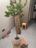 香水檸檬樹苗盆栽可結(jié)果樹苗大型綠植室內(nèi)客廳四季好養(yǎng)植物 檸檬樹1-1.2米+白螺紋盆 曬單實拍圖