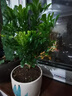 臨雅香水米蘭盆栽驅蚊驅蟲(chóng)植物好養活綠植客廳室內花卉四季米蘭花樹(shù)苗 驅蚊香水米蘭+原盆+肥料 曬單實(shí)拍圖