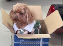 耐威克 狗糧 全犬種成犬幼犬 金毛哈士奇拉布拉多中大型犬 小型犬狗糧 骨骼健康丨20斤 曬單實(shí)拍圖