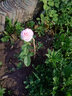 月季特大花濃香果汁陽(yáng)臺(tái)庭院花卉植物盆栽薔薇四季玫瑰花苗帶花苞 艾莎原土發(fā)貨小苗10cm左右 曬單實(shí)拍圖