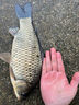 小鳳仙球形浮漂外掛洛陽球浮球浮釣草魚魚漂溪流釣魚球漂圓球型滑漂野釣 26MM【紅色常規(guī)款】1個裝 外掛式洛陽球 曬單實拍圖