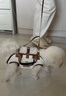 曇蓓漫狗包寵物背帶包外出狗狗背帶中小型犬背狗神器胸前背包貓咪攜帶包 多功能寵物外帶包 S碼（適合4-8斤寵物） 透氣舒適丨不悶毛皮 曬單實拍圖