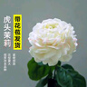 花盆栽帶花苞室內客廳濃香型重瓣鮮花卉陽(yáng)臺庭院好養綠植 虎頭茉莉30-40厘米(原盆)帶花 含盆 曬單實(shí)拍圖
