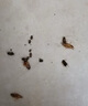 優(yōu)士殺蟑餌劑速殺型針管式連環(huán)殺蟑膠餌誘殺大小蟑螂餌劑10g 曬單實(shí)拍圖