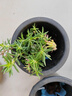 京厽重瓣太陽(yáng)花盆栽苗大花帶根帶花苞四季開花植物室內(nèi)室外好養(yǎng)花卉 混色 重瓣  20棵 8-10色 帶根送 不含盆 曬單實(shí)拍圖