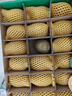 佳沛（zespri）新西蘭  陽光金奇異果18粒禮盒優(yōu)選果單果約101-124g 獼猴桃水果 曬單實(shí)拍圖