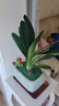 幼薇節(jié)節(jié)高富貴竹植物客廳轉(zhuǎn)運綠植盆栽辦公室內(nèi)桌面好養(yǎng)盆景四季常青 九棵富貴竹+金福陶瓷盆 帶盆栽好 曬單實拍圖
