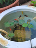 冷水鸚鵡魚招財(cái)魚血鸚鵡紅金魚冷水觀賞魚活體魚苗好養(yǎng)耐活發(fā)財(cái)魚 冷水3條蘭花2條【8-10cm】 曬單實(shí)拍圖