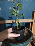月季特大花濃香果汁陽(yáng)臺(tái)庭院花卉植物盆栽薔薇四季玫瑰花苗帶花苞 幻紫原土發(fā)貨小苗10cm左右 曬單實(shí)拍圖