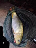 開拓頂點（kaituodingdian）H260夜釣燈釣魚燈白藍(lán)雙光源黑坑鯉魚鯽魚釣燈 H260標(biāo)配 曬單實拍圖