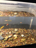 寵小島魚缸水族桌面客廳生態(tài)塑料造景家用中小魚缸金魚缸 京倉發(fā)貨 · 黑色55款【奢華造景款套餐】 帶水培吊籃 曬單實(shí)拍圖