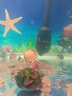 淡水石螺活體田螺魚缸清潔水蝸牛淡水冷水原生水族寵物除藻觀賞螺 2只大石螺4-5cm 送1只備損 曬單實(shí)拍圖
