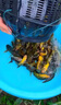 新型魚籠捕捉魚神器只進不出網(wǎng)籠抓螃蟹泥鰍甲魚網(wǎng)魚漁網(wǎng) 雙口大號魚籠1個【送裝備】 曬單實拍圖
