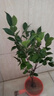 盆栽茶花苗 山茶花苗綠植花卉盆栽四季好養(yǎng)茶花樹苗盆栽耐寒花卉觀花植物室內花卉綠植開花不斷 不含盆 五色赤丹(強力推薦) 5年苗花苞多多 曬單實拍圖