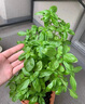 京云夢薄荷盆栽陽臺可食用香草驅(qū)蚊蟲綠植四季室內(nèi)室外棱形源頭直發(fā) 曬單實(shí)拍圖