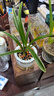 水培金邊蘭花苗金枝玉葉 室內(nèi)辦公室小盆栽綠植花卉好養(yǎng)四季蘭花 金枝玉葉2苗裸根 包成活 曬單實拍圖