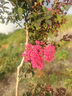 蕉下（beneunder）闊腿褲休閑褲子女士運(yùn)動(dòng)冰絲防曬長(zhǎng)褲寬松春夏軟支撐25新款A(yù)L844 曬單實(shí)拍圖