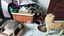 皇家狗糧 成犬狗糧 犬糧 通用犬型 CC 通用糧 ≥12月 3KG 曬單實(shí)拍圖