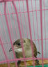 AITAR白頭翁鳥糧白頭婆紅耳鵯幼崽雛鳥飼料淡臀中國鵯紅嘴山鴉喜鵲鳥食 500g 1袋 曬單實(shí)拍圖