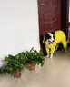 MOEPIE狗狗雨衣金毛邊牧拉布拉多中大型犬雨衣2025全包四腳透氣雨衣 綠色 3XL（推薦40-49斤） 曬單實拍圖