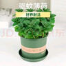 薄荷教室植物盆栽留蘭香驅蚊好養(yǎng)活植物綠植陽臺四季常青盆栽好養(yǎng) 2盆薄荷+2個透明吸水盆 曬單實拍圖
