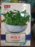 【當(dāng)季新種】銅錢草金錢草水養(yǎng)種籽水培土培花種子大號四季庭院 銅錢草種子/包約100粒 1包 曬單實(shí)拍圖