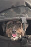 beberoad  T4寵物手推車 貓咪狗狗小型犬提籃車架一鍵折疊輕便外出小推車 T4黑色-固定座位一體折疊 曬單實拍圖