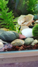 卡奇魚(yú) 觀(guān)賞蝦 活體觀(guān)賞魚(yú) 米蝦 工具清潔蝦寵物蝦黑殼蝦除絲藻褐藻青苔 五彩蝦系列套餐-02 曬單實(shí)拍圖
