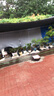 遮陽網(wǎng)加厚加密防曬網(wǎng)遮陰網(wǎng)太陽隔熱黑網(wǎng)植物戶外遮光庶陽摭陽網(wǎng) 14針高抗紫外線 99%遮陽率 【抗老化】2X6米【送拉繩】 曬單實(shí)拍圖