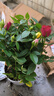 花財主迷你小玫瑰花苗盆栽帶花苞好養花卉植物四季開(kāi)花微型月季花苗多色 一盆三色顏色隨機帶花苞 帶盆栽好 曬單實(shí)拍圖