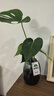 開背龜背竹水培室內(nèi)客廳綠植盆栽四季好養(yǎng)辦公室桌面水養(yǎng)植物花卉 精品龜背竹+橢圓灰晶瓶+卡片 整體（高50-60cm）（帶吊卡） 曬單實拍圖