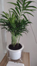 水培植物綠植盆栽室內(nèi)客廳辦公室桌面小盆景花卉綠蘿發(fā)財(cái)樹好養(yǎng)活 【袖珍椰子】+簡(jiǎn)歐透明吸水盆 曬單實(shí)拍圖