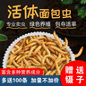 崇霧黃粉蟲大麥蟲活蟲面包蟲活體鮮活蟲烏龜八哥倉鼠鳥食守宮龍魚飼料 2-3cm 500條+麥麩半斤【80%人選擇】 曬單實拍圖