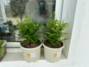 鐵線蕨盆栽蕨類植物耐陰大型霸王蕨室內(nèi)辦公室桌面水養(yǎng)綠植好養(yǎng)活 精品鐵線蕨+【簡(jiǎn)易盆】20-25cm 曬單實(shí)拍圖