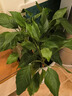 插畫(huà)2小時(shí)速達綠植發(fā)財樹(shù)客廳辦公室內大型盆栽開(kāi)業(yè)喬遷全國同城配送 萬(wàn)年青60cm（含盆） 曬單實(shí)拍圖