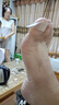 南京同仁堂重度灰指甲100%專用的藥指甲真菌感染脫甲壞灰甲藥水灰趾甲抑菌液 特效：單盒裝【1-2個灰甲】 灰指甲100%特效專用的藥 曬單實拍圖