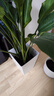 天堂鳥(niǎo)盆栽綠植大型室內客廳花卉大葉植物辦公室好養活四季鶴望蘭 1.4-1.8米天堂鳥(niǎo)白色梯形盆 曬單實(shí)拍圖
