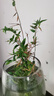 MPPMCK觀音竹 水培米竹水培魚缸玻璃瓶帶根苔蘚球植物室內(nèi)禪意盆栽鳳尾 水培款10根苔蘚球翡翠觀音竹20cm 曬單實拍圖